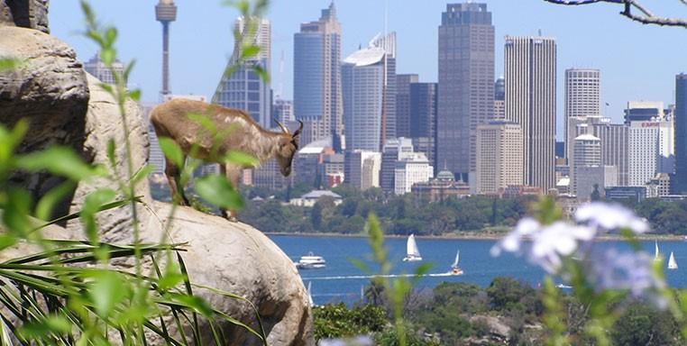 Taronga Zoo